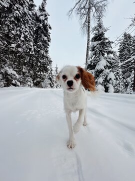 Small Dog Walking on Snowy Forest Road in Winter