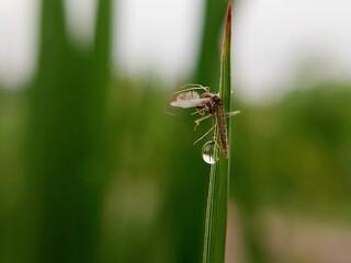 Macro shot of morning dew and insects on green leaves. morning dew background