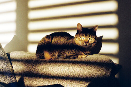 Film photo of a Cat Bathed in Stripes of Warm Sunlight