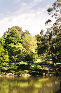 Film photo of a Lush Green Park Reflecting in Still Water