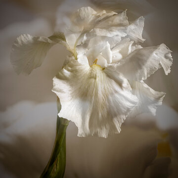 White iris