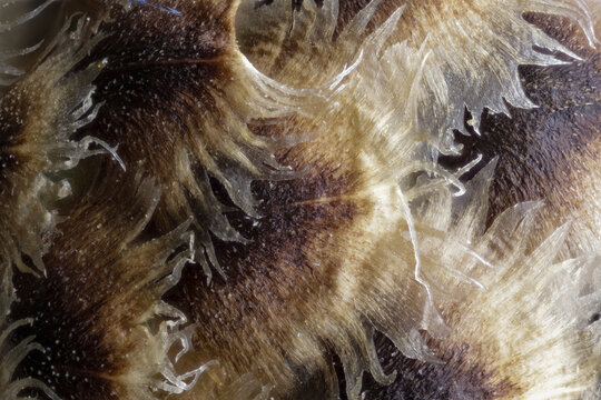 A microscopic detail of a flower/plant