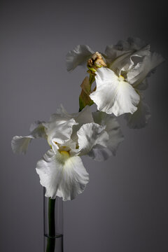 White iris