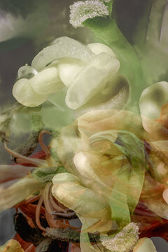 Stamens of a tulip and apple tree blossom 