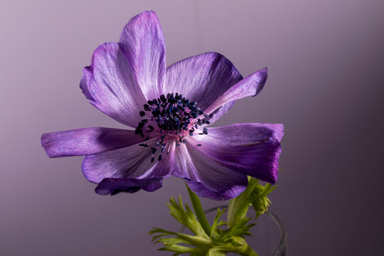 A purple anemone