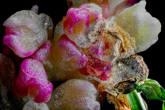 A microscopic detail of a flower