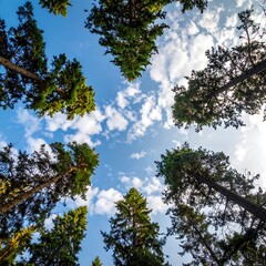 View up into tall trees reaching for a blue sky dotted with fluffy white clouds on a sunny day