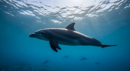 Obraz premium Wild dolphin swimming underwater in clear blue ocean with sunlight rays, marine life conservation concept perfect for Dolphin Awareness Month