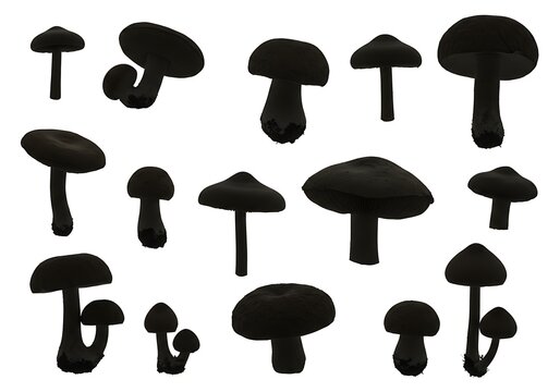 Umbral Fungi: A Silhouette Study