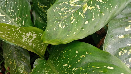 Obraz premium Variety of Tropical Botanical Flora, Exotic Flowers and Green Rainforest Foliage Collection