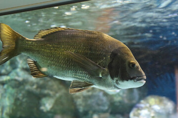 Naklejka premium Tropical fish swimming together in aquarium