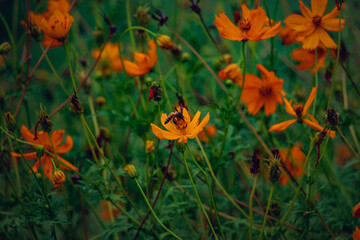 Bee pollinating orange cosmos flowers in lush summer garden scene