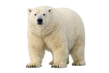 Fototapeta premium Polar bear isolated, standing full body against a transparent background. Arctic predator facing forward