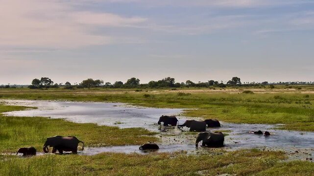 A herd of African elephants wades and bathes in the marshy waters of the Okavango Delta.