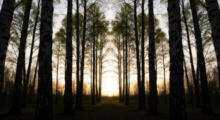 Fototapeta premium Symmetrical forest path leading to sunset, flanked by trees and greenery