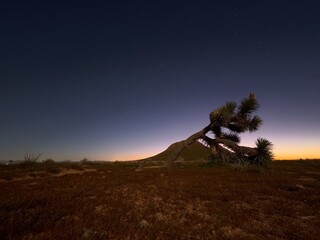 Desert Sentinel at Dusk: Joshua Tree and Butte in the Mojave