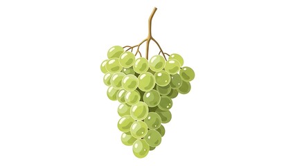 Fresh green grape bunch isolated on white background.