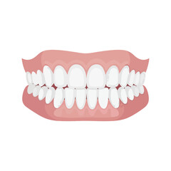 Fototapeta premium Healthy Human Teeth and Gums Vector Illustration Dental Anatomy