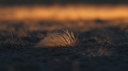 A lone, wilted plant struggling for life in the arid soil bathed in warm sunset light