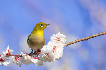 白梅とメジロ(梅林寺外苑・久留米市)