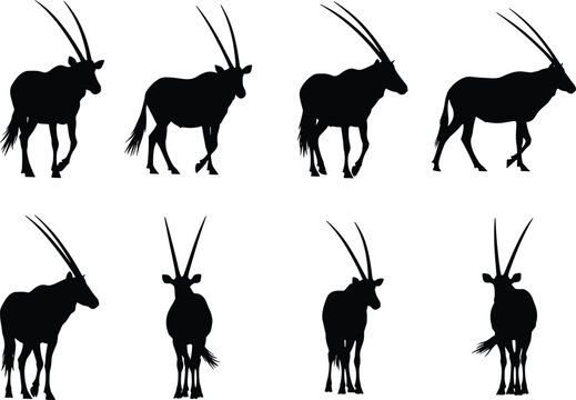 Oryx antelope silhouette set in multiple walking poses, African wild animal profiles isolated on white background, black vector collection
