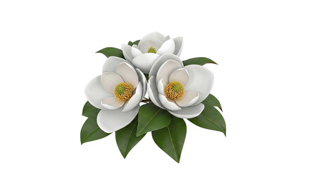 Obraz premium Three white magnolia flowers with green leaves on white background