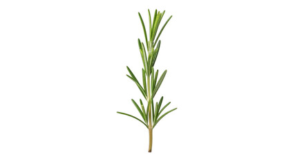 Fototapeta premium Fresh green rosemary sprig with needle-like leaves isolated on a transparent background