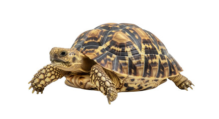 Fototapeta premium Star-patterned tortoise with brown and black shell and limbs isolated on a transparent background