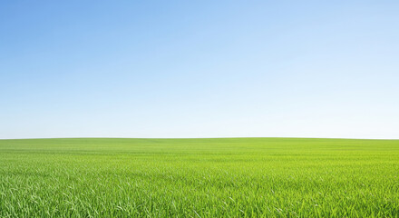 Fototapeta premium A vast, green, grassy field stretches towards a clear, blue sky.