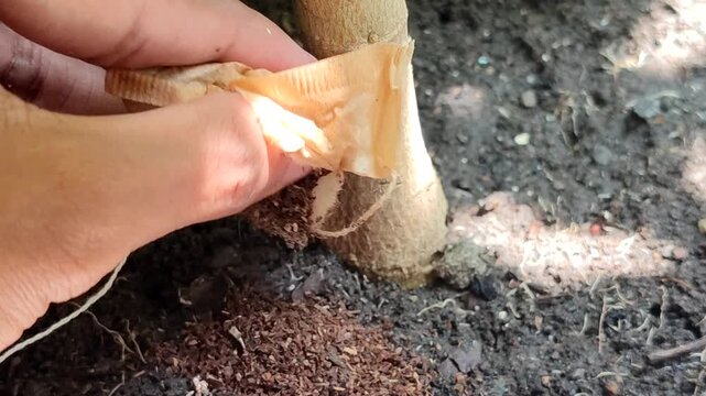 Hand pouring used tea bag contents onto soil as natural organic fertilizer for plants. gardening concept