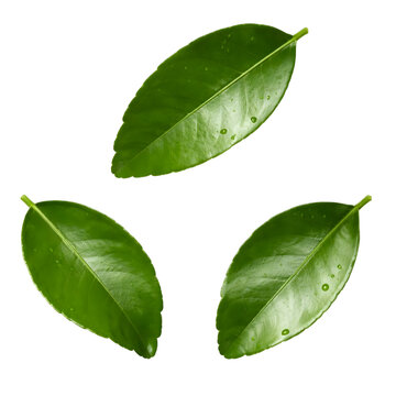 Kaffir Lime Leaves
