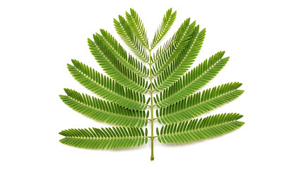 Green Fern Leaves Displayed Symmetrically on White