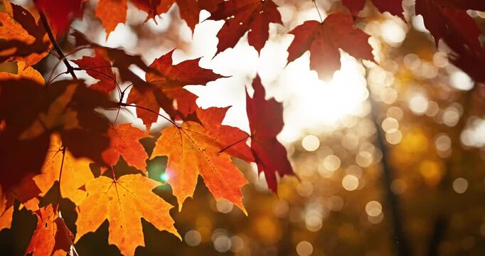 Autumn Leaves with Sunlight Filtering.