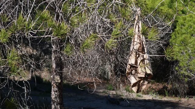 Dirty rag hanging from a pine branch and swaying in the breeze