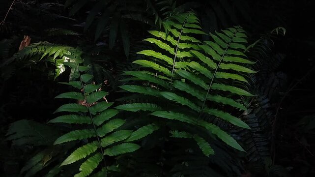 Natural green fern in the tropical forest