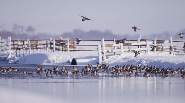 Migrating flock of Eurasian wigeons land in icy river, snowy winter countryside