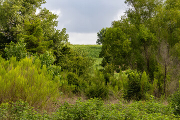 Obraz premium trees in the field