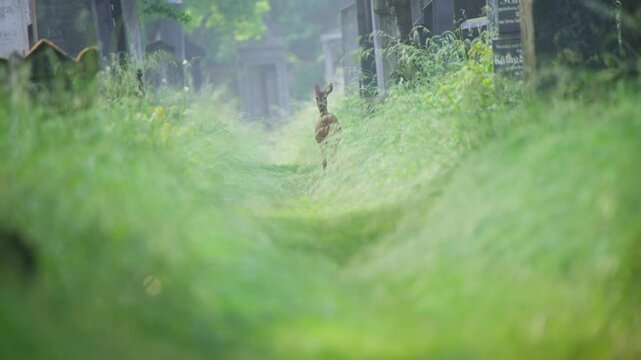Young deer glances back in cemetery grass, in shallow focus shot