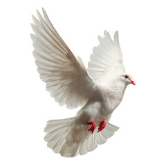 Obraz premium A flying white dove of peace on white or transparent background 