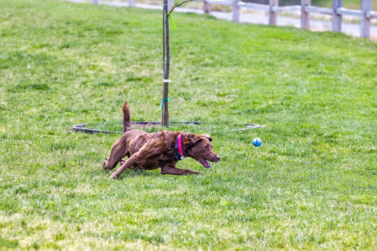 Dog Playing Fetch 26