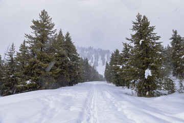 Obraz premium Skiing through a Snow Storm 1