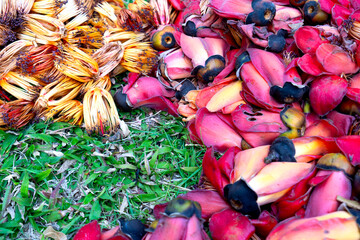  Red Cotton Tree Flower  Plants commonly used in Thai cuisine.