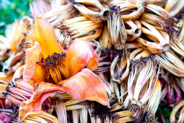  Red Cotton Tree Flower  Plants commonly used in Thai cuisine.
