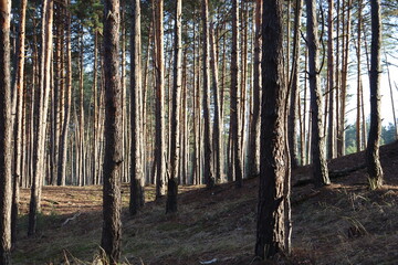 Obraz premium Sunlit pine forest with tall trees and natural woodland scenery.