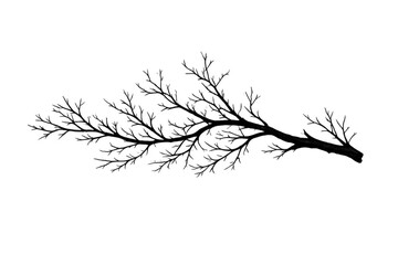 Obraz premium Bare tree branch silhouette with small twigs on transparent background representing nature, winter, and ecology