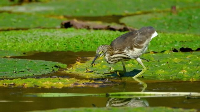 Javan Pond Heron Hunting Fish Among Lily Pads in Wetland