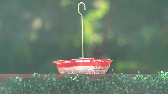 Ruby red throated hummingbird (male juvenile) drinking nectar from a saucer shaped feeder. Shiny iridescent colors bouncing off the evening sunlight showcases ts unique features.