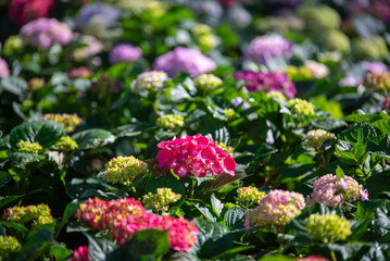 Vibrant pink hydrangea flowers blooming in a lush garden. beautiful summer floral background with green leaves and magenta blossoms. authentic nature botanical scenery.