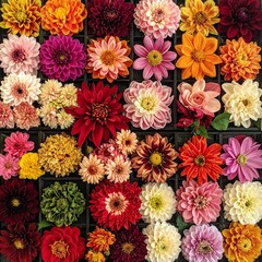 Diverse, colorful blooms meticulously arranged in a dark grid
