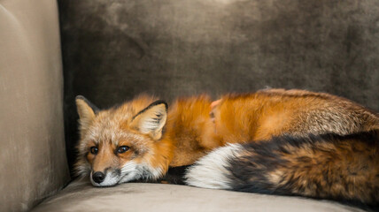 Fototapeta premium A red fox relaxes on the couch, its fur blending beautifully with the cozy setting